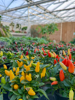 Ornamental Pepper