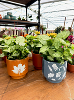 Synamore Leaf Pot w/ Plant