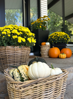 Fall Mums