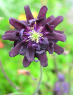 Aquilegia Columbine 'Black Barlow'