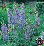 Delphinium 'Magic Fountain Lavender'