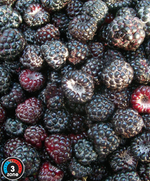 Raspberry 'Aubin Black'