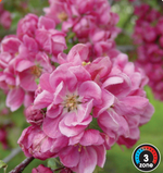 Flowering Crabapple 'Shaughnessy Cohen'