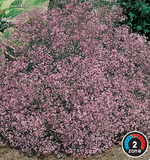 Gypsophila 'Rosy Veil'