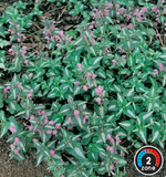 Lamium 'Chequers'