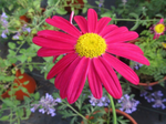 Tanacetum Painted Daisy 'Robinson Mix'