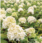 Hydrangea 'Mojito'