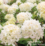 Hydrangea 'Skyfall'