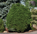 Pine 'Big Tuna'