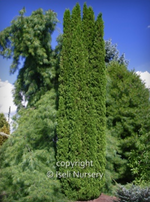 Cedar 'Degroots Spire'