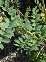 Caragana 'Common'