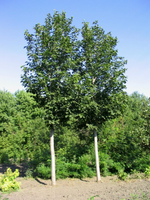Linden 'True North American'