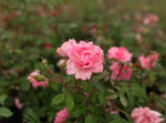 Climbing Rose 'John Davis'