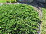 Juniper 'Prince of Wales'