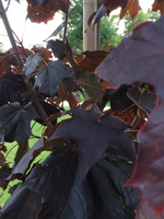 Norway Maple 'Prairie Splendor'