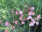 Euonymus 'Turkistanii Burning Bush'