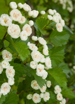 Hawthhorne 'Snowbird'