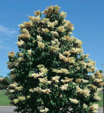 Tree Lilac 'Japanese Clump'