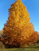 Linden 'Dropmore'