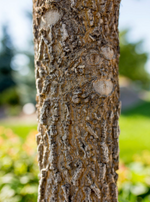 Hackberry 'Delta'