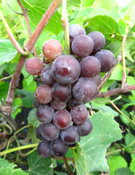 Grape 'Beta'
