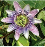 Passiflora Lavender/Blue Lady Passion Flower