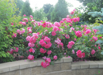 Rose 'Felix Leclerc'