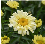 Leucanthemum Shasta Daisy 'Sweet Daisy Izabel'