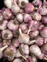 Fall Garlic Bulbs - Bulk