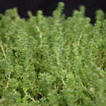 Sedum Stonecrop 'Aurea Golden'