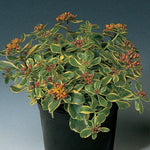 Sedum Stonecrop 'Variegated Russian'