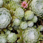 Cobweb Sempervivum