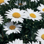 Leucanthemum Shasta Daisy 'Becky'