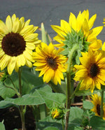 Short Blend Sunflower