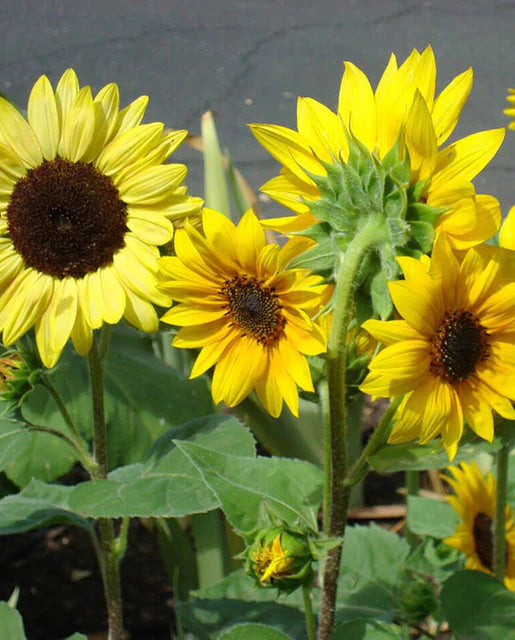 Short Blend Sunflowers - West Coast Seeds