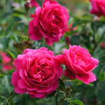 David Austin Rose 'Sir John Betjeman'