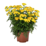 Achillea 'Skysail Yellow'