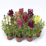 Snapdragon 'Snaptini' Series