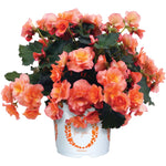 Begonia 'Solenia' Series