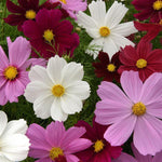 Cosmos 'Sonata' Series