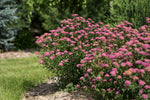 Spirea 'Superstar'