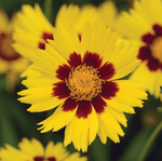 Coreopsis Tickseed 'Sterntaler'