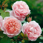 David Austin Rose 'Strawberry Hill'