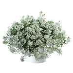 Lobularia 'White Stream™