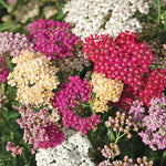 Achillea Yarrow 'Summer Pastels'