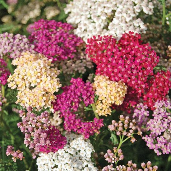 Achillea Yarrow 'Summer Pastels'