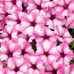 Petunia 'Supertunia Mini Vista® Pink Star'
