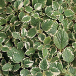 Swedish Ivy 'Variegated'