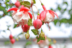 Fuchsia 'Trailing' Series