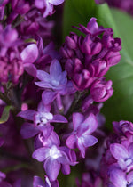 Lilac 'Virtual Violet'